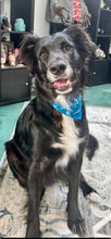 Load image into Gallery viewer, Pet Bandana ($10 Suggested Donation)