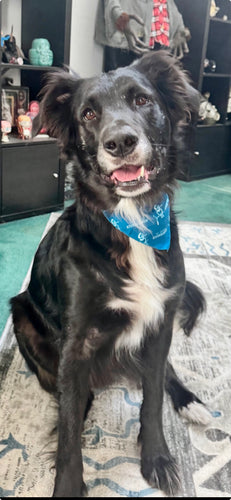 Pet Bandana ($10 Suggested Donation)